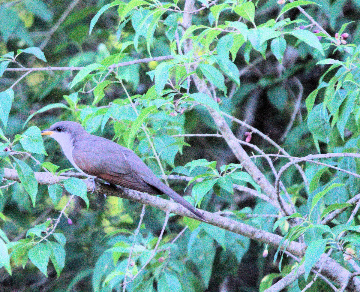 קוקיה צהובת-מקור - ML636796440