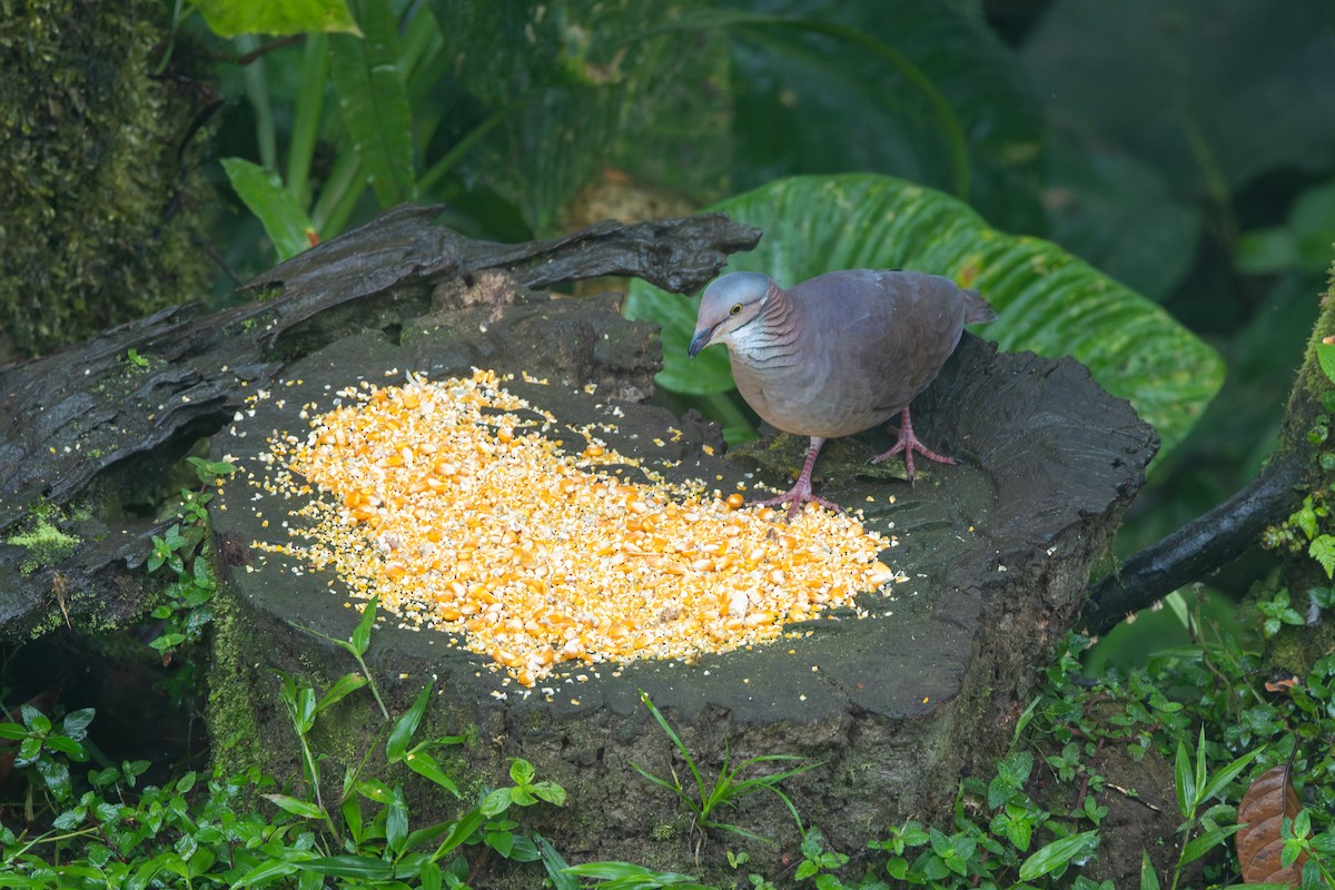 White-throated Quail-Dove - ML636796452