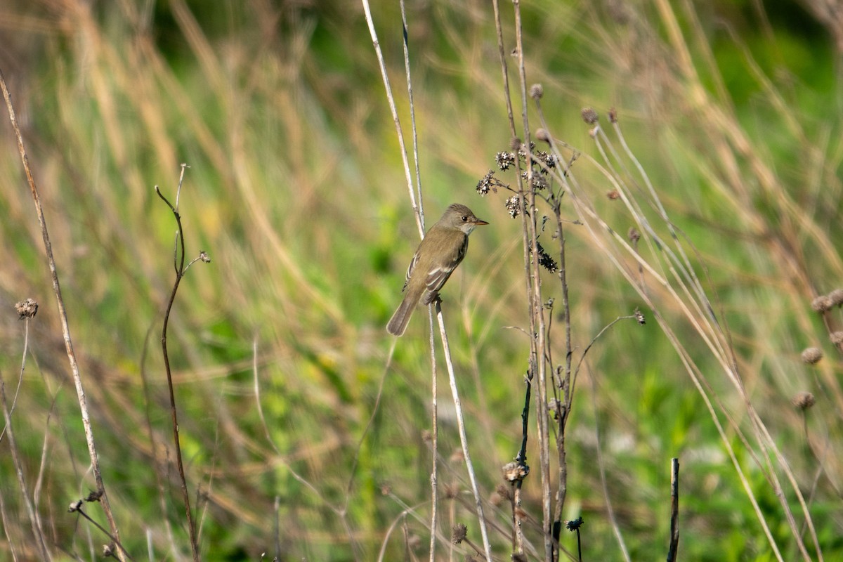 Alder Flycatcher - ML636796454