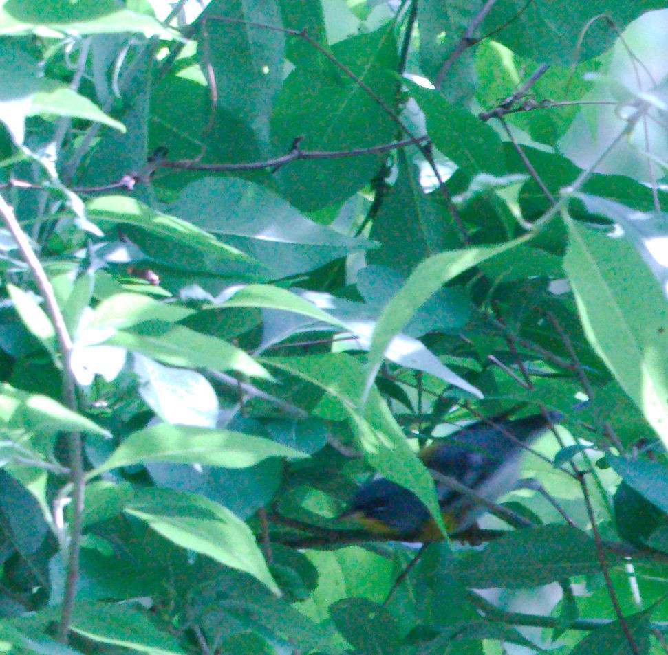 פרולה צפונית - ML636796457