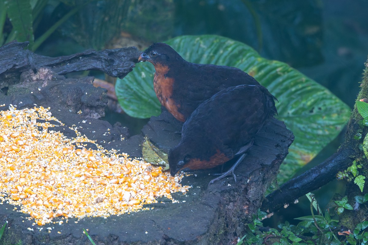 Dark-backed Wood-Quail - ML636796470