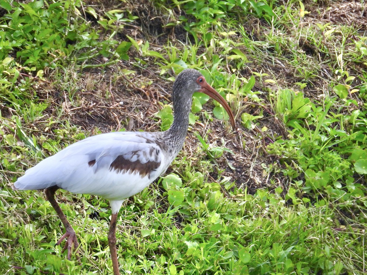 White Ibis - ML636796507