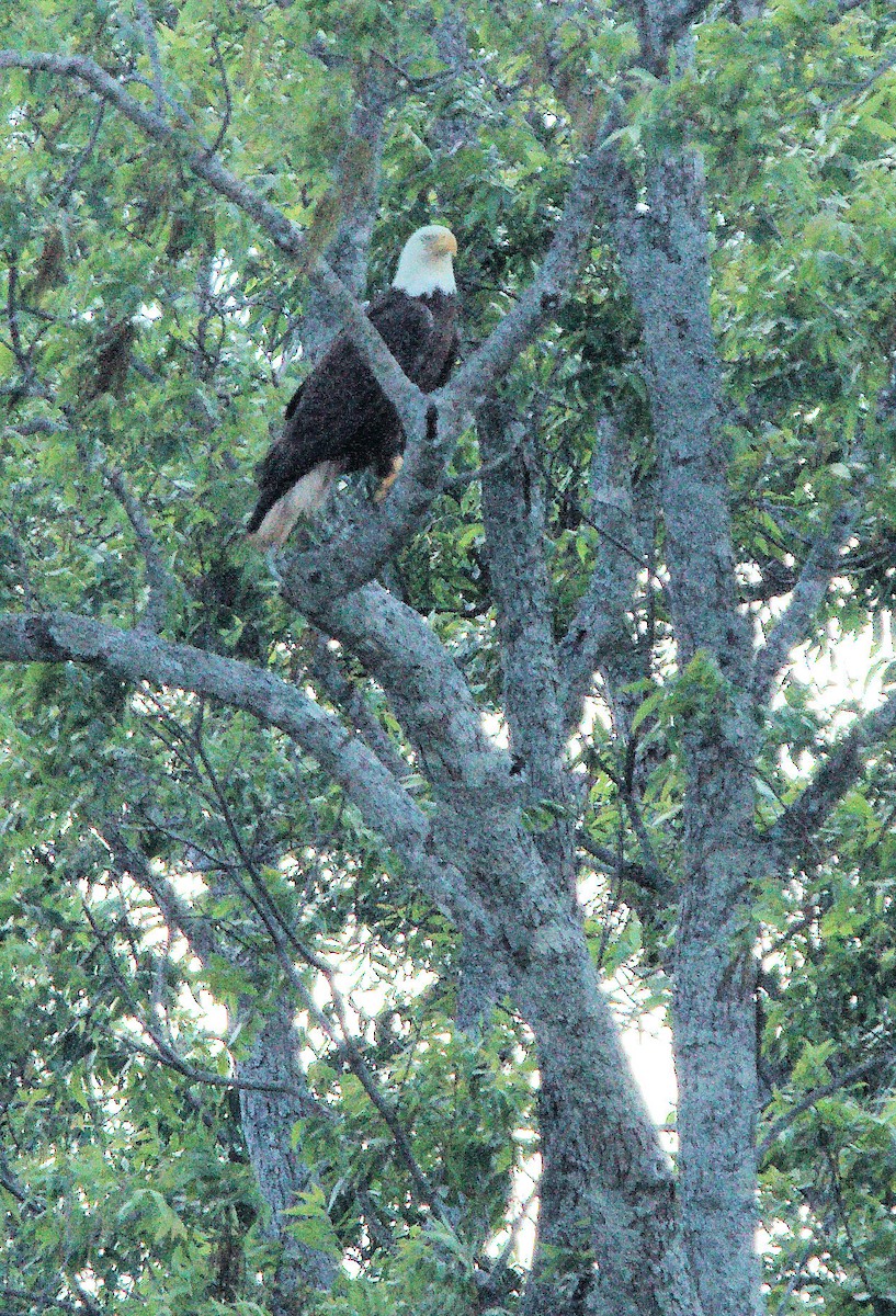 עיטם לבן-ראש - ML636796563