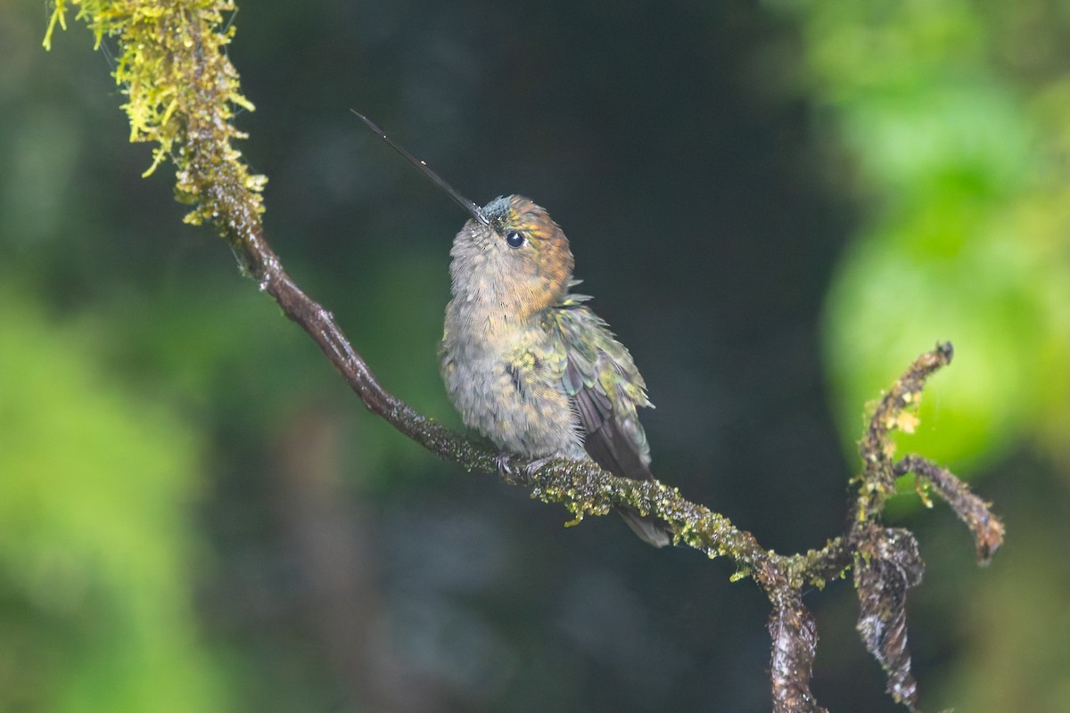 Green-fronted Lancebill - ML636796609