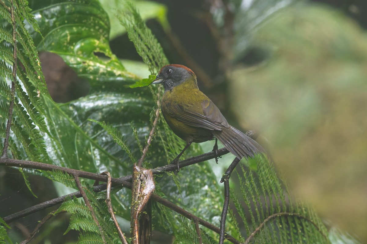 Olive Finch - ML636796617