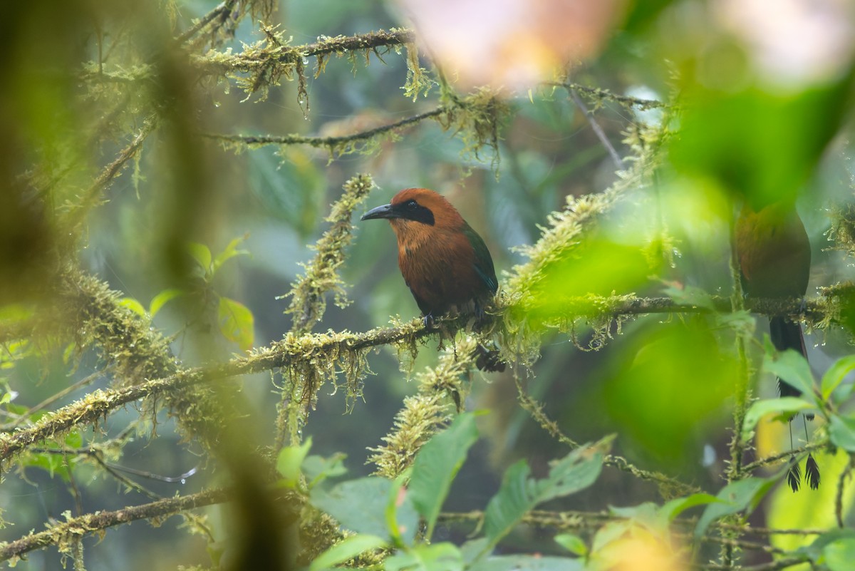 Rufous Motmot - ML636796646