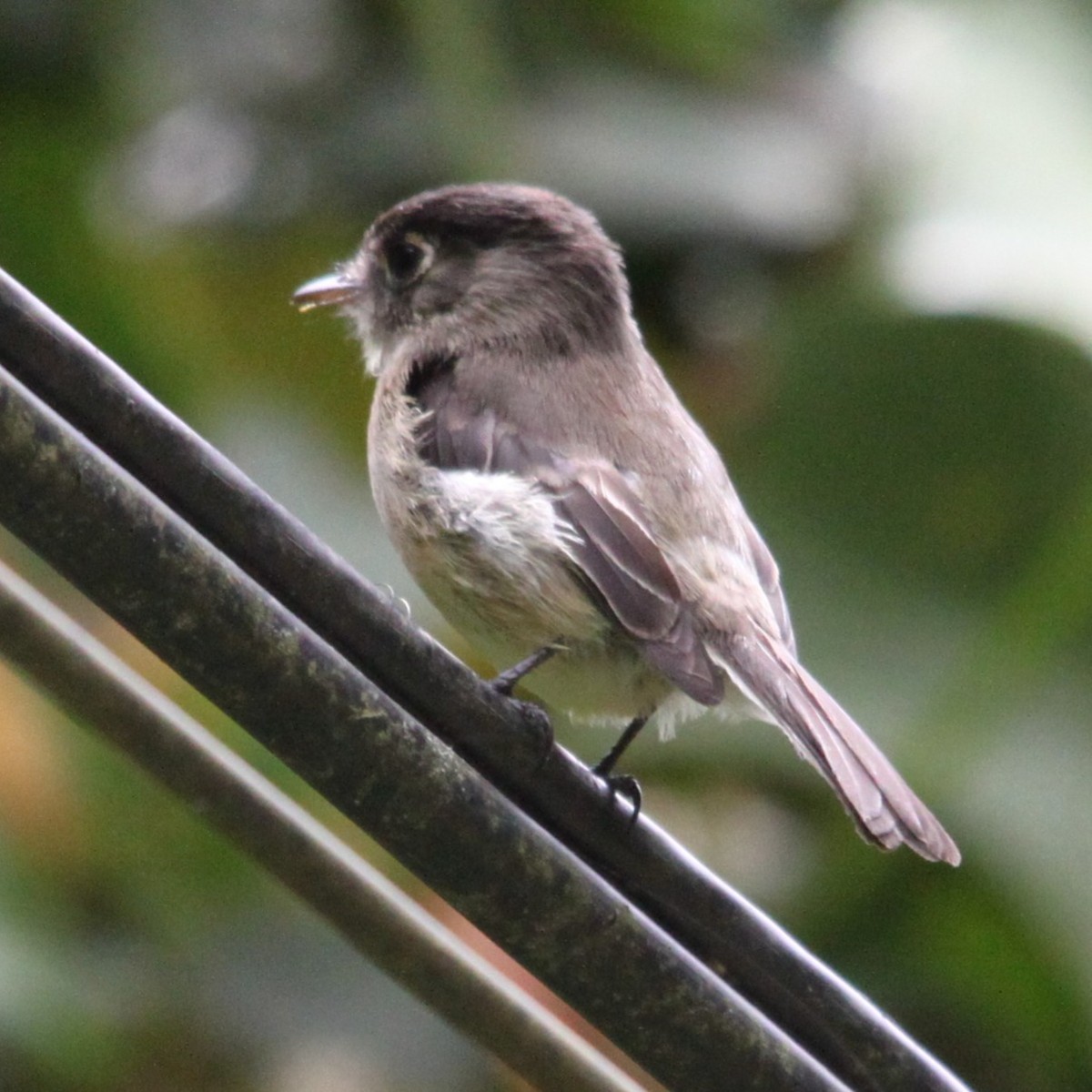 Black-capped Flycatcher - ML636796647