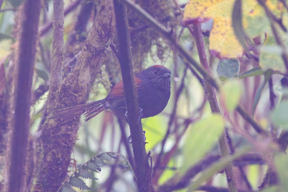 Slaty Spinetail - ML636796685