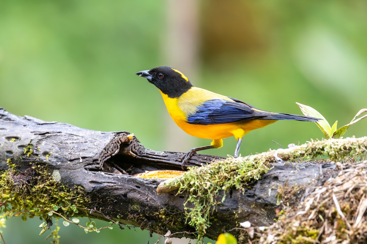 Black-chinned Mountain Tanager - ML636796739