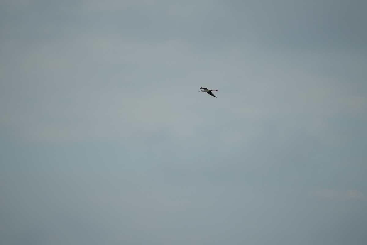 Black-winged Stilt - ML636796790