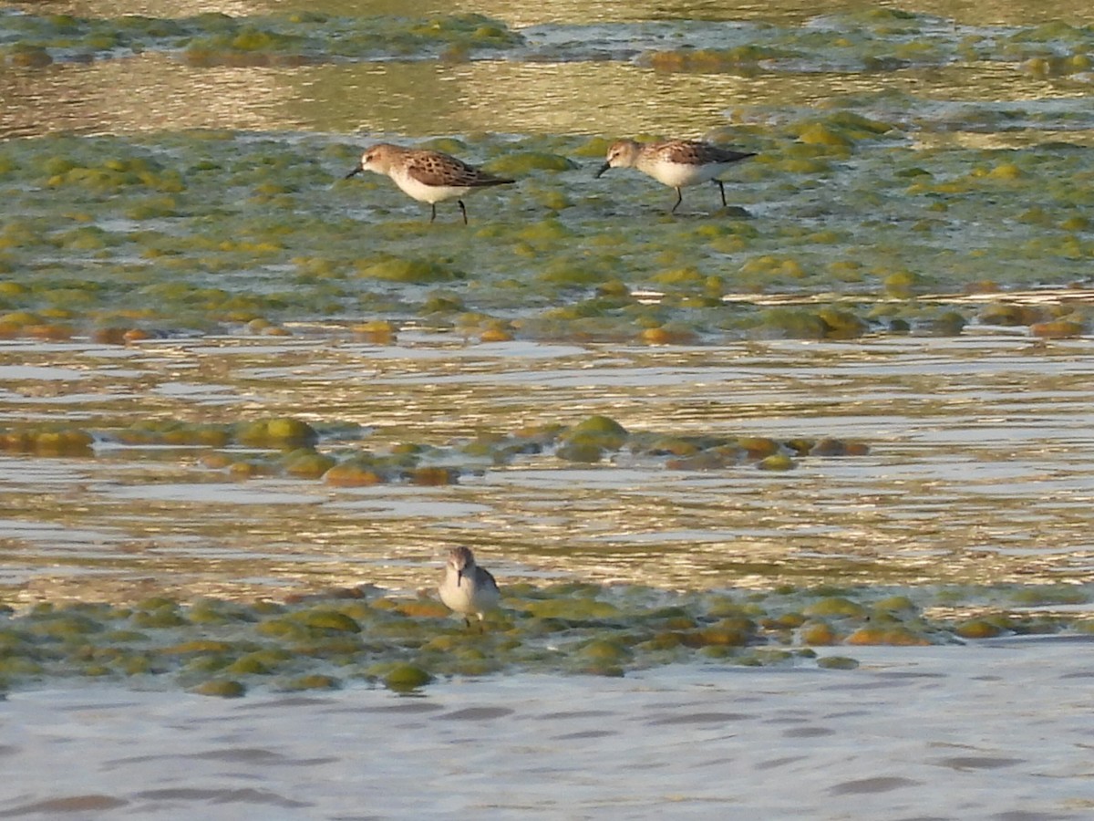 Semipalmated Sandpiper - ML636796794