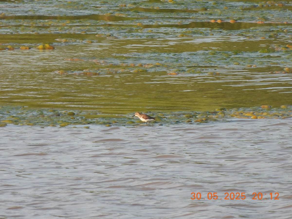 Semipalmated Sandpiper - ML636796795