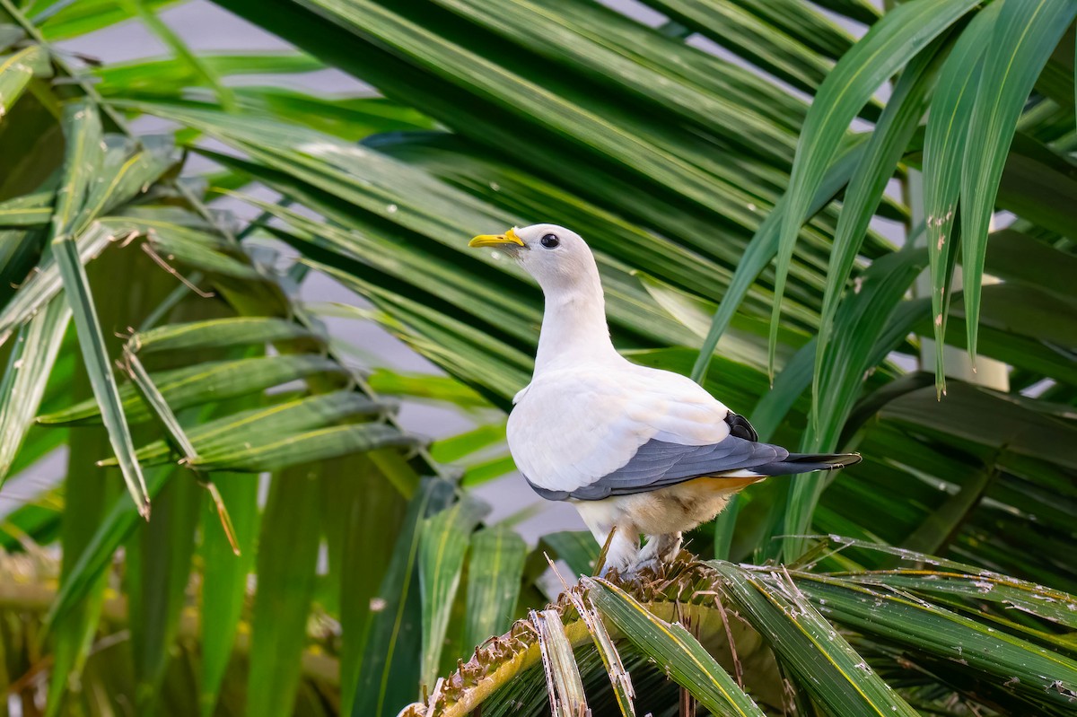 Torresian Imperial-Pigeon - ML636796815