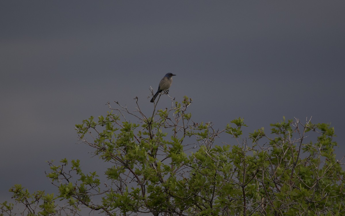 Woodhouse's Scrub-Jay - ML636796829