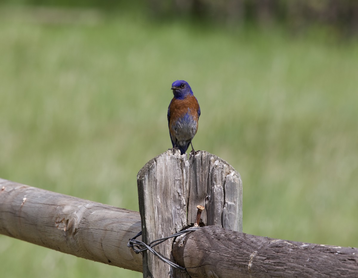 Western Bluebird - ML636796851