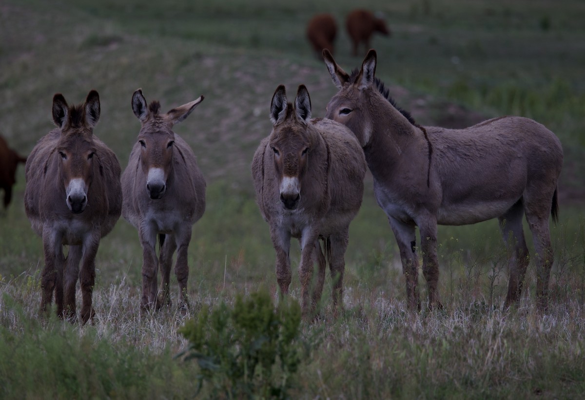 Animals - ML636796908