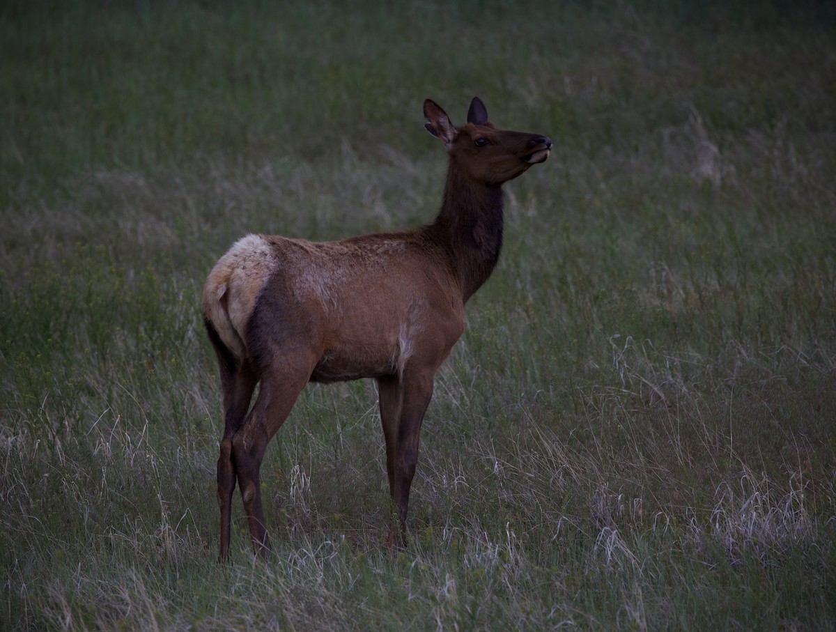 Animals - ML636796915