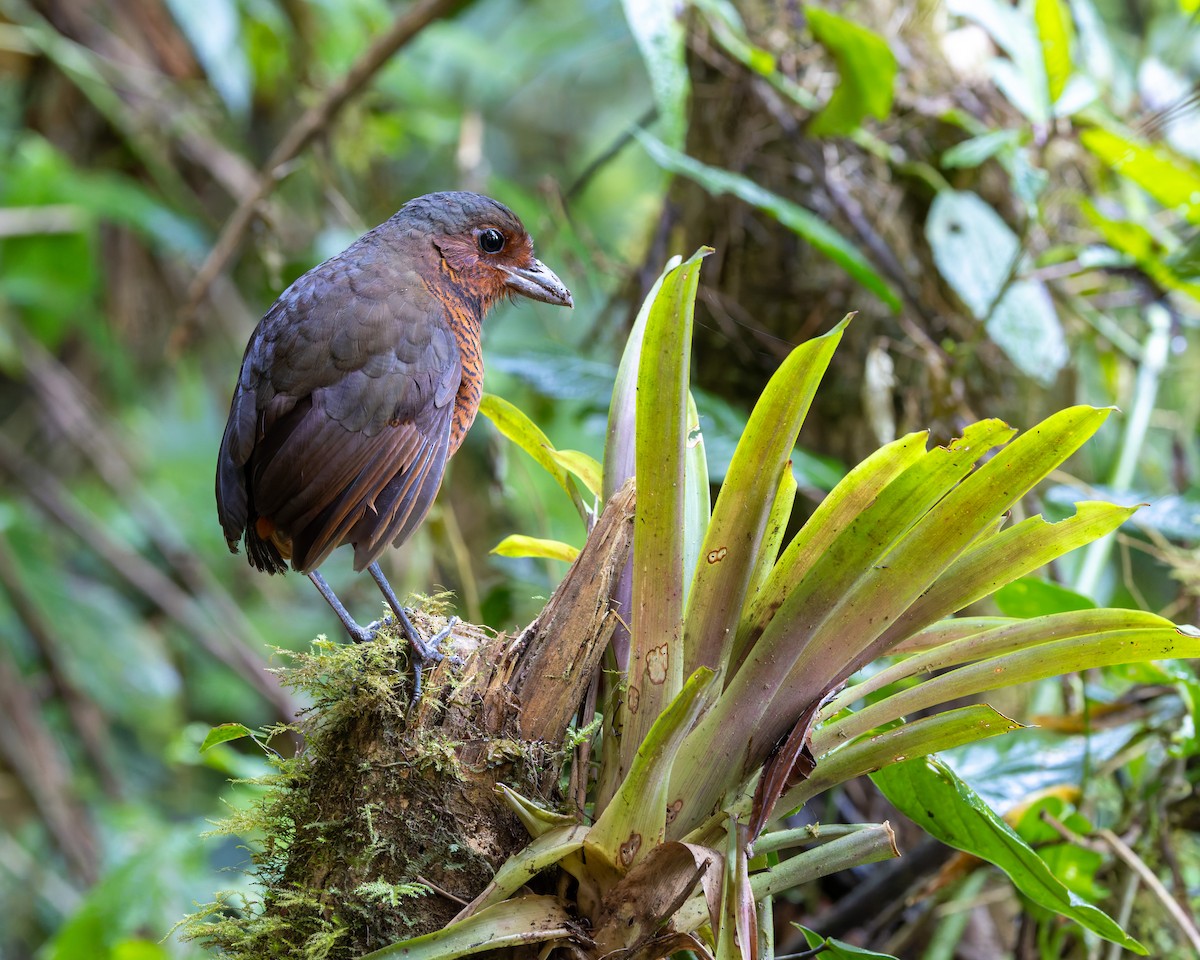 Giant Antpitta - ML636796926