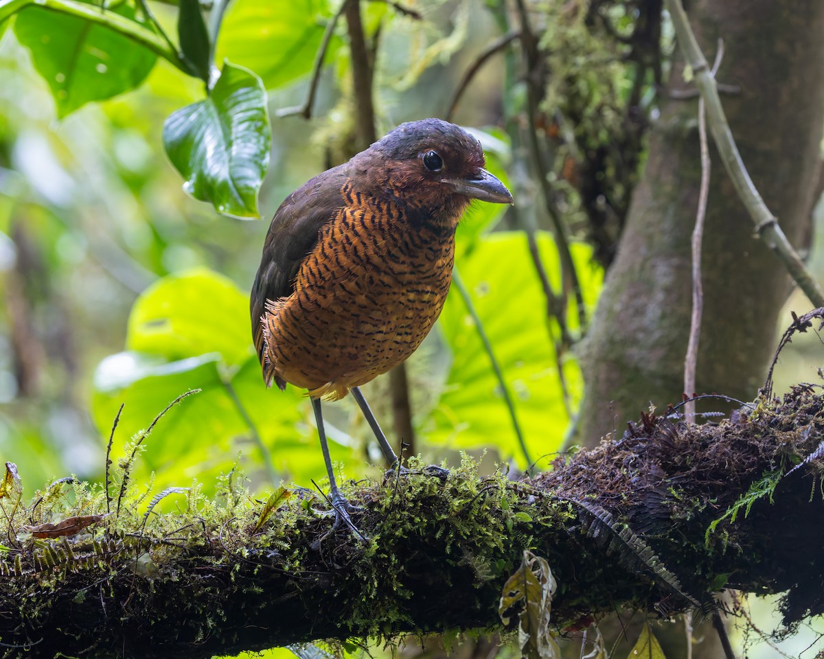 Giant Antpitta - ML636796927