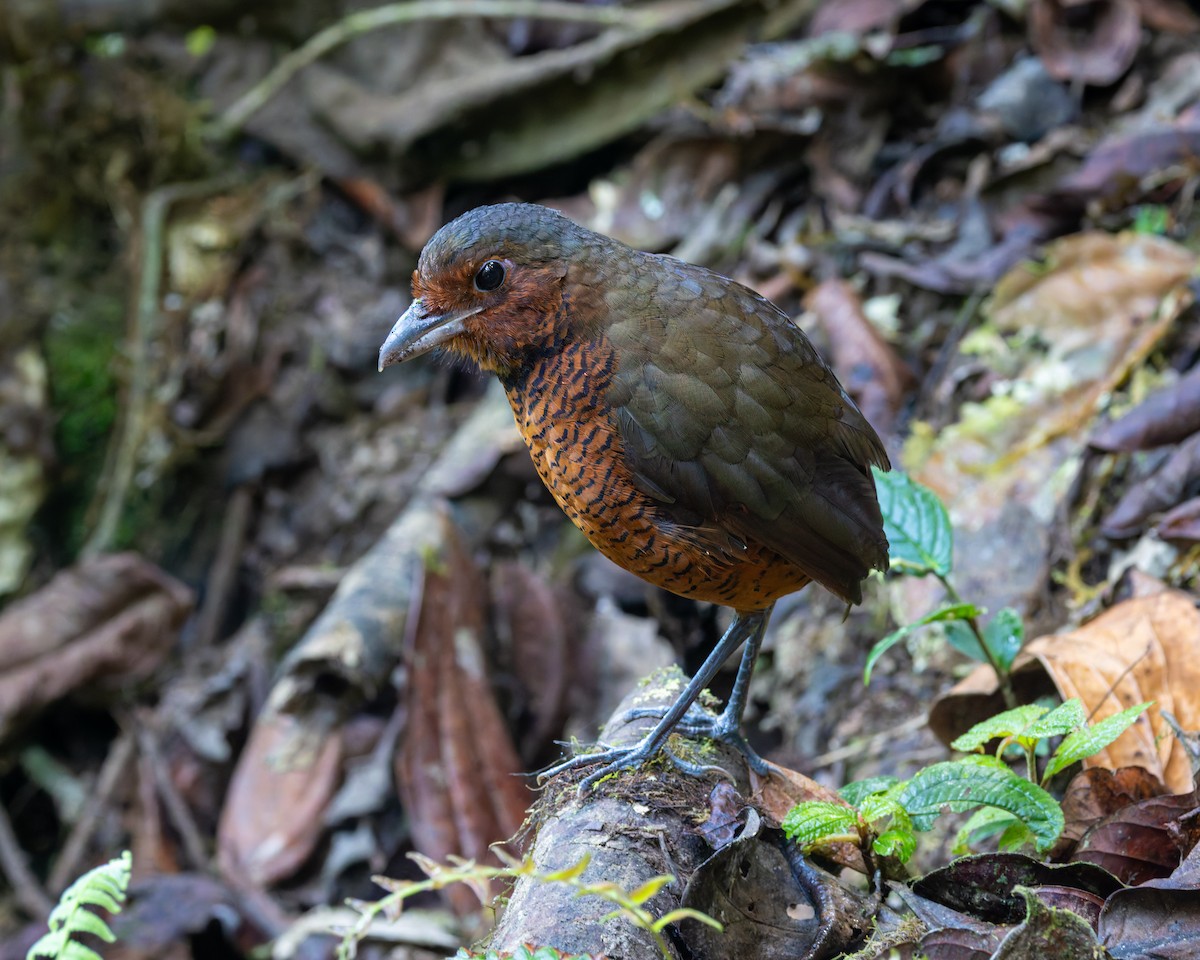 Giant Antpitta - ML636796928