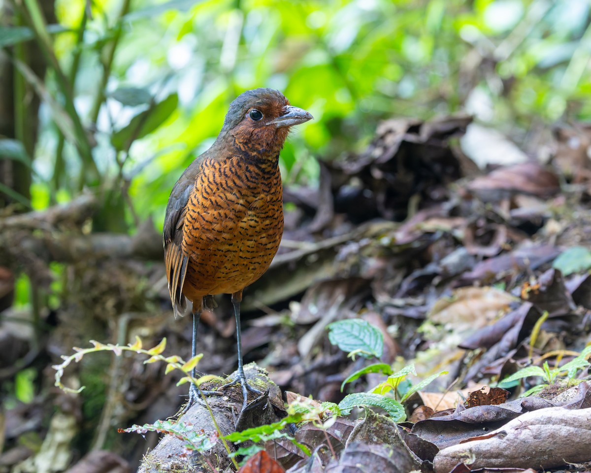Giant Antpitta - ML636796929
