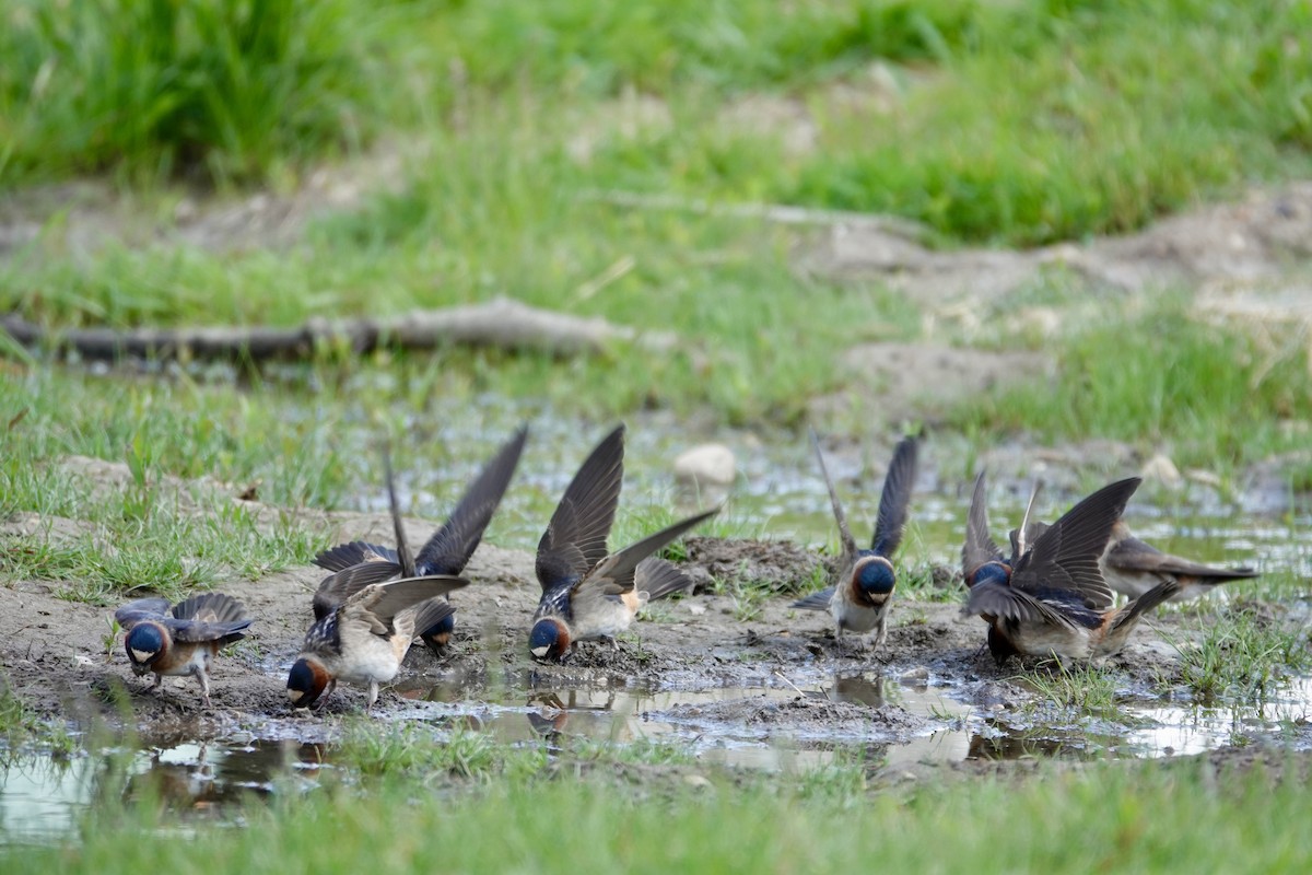 Cliff Swallow - ML636796937