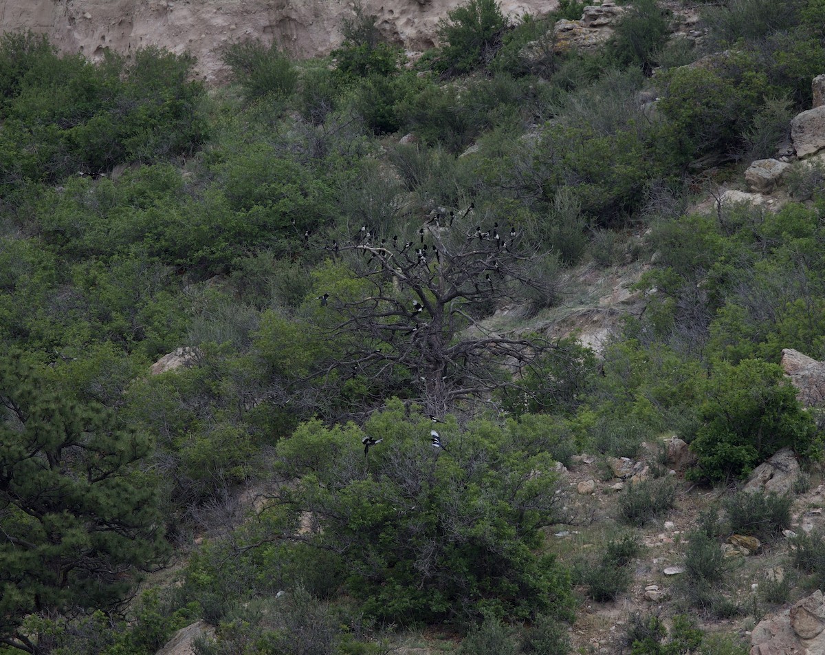 Black-billed Magpie - ML636796981