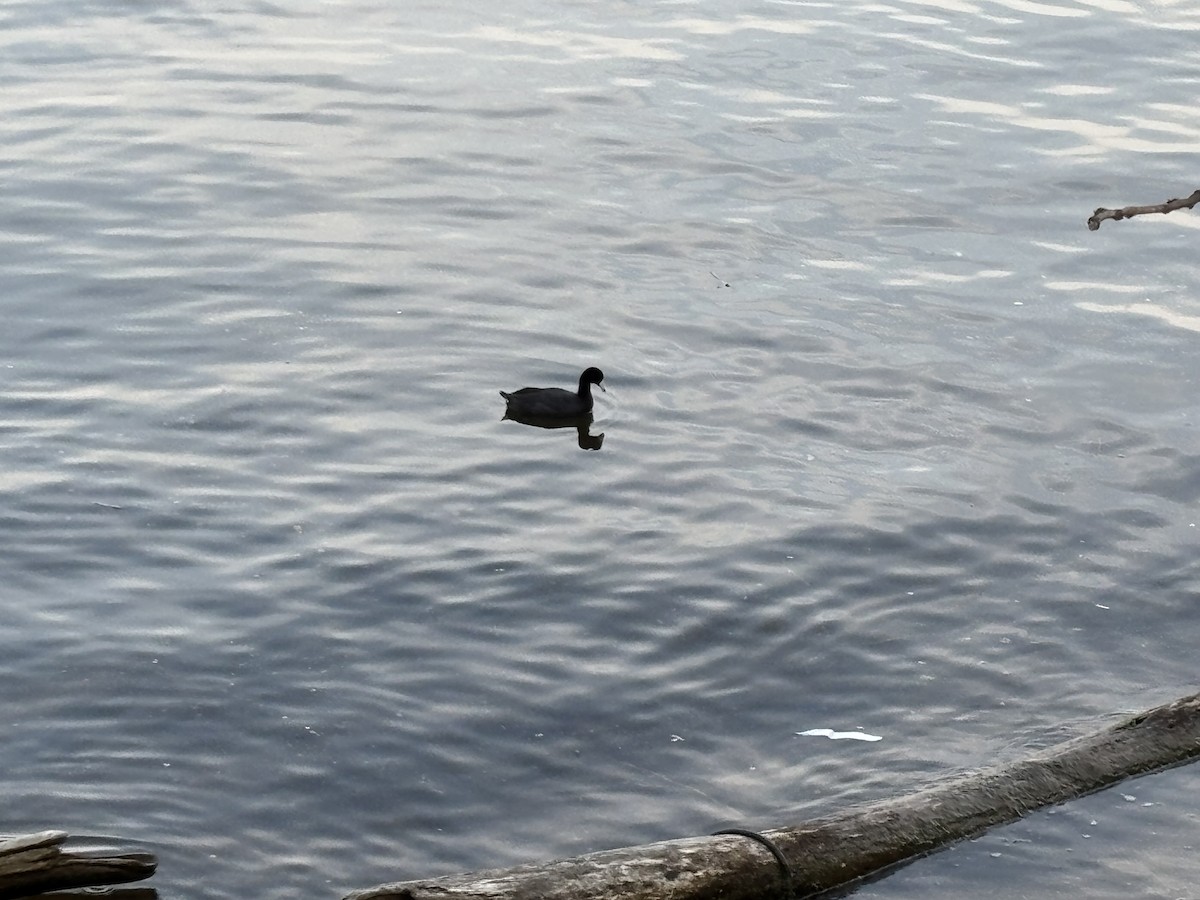 American Coot - ML636796986