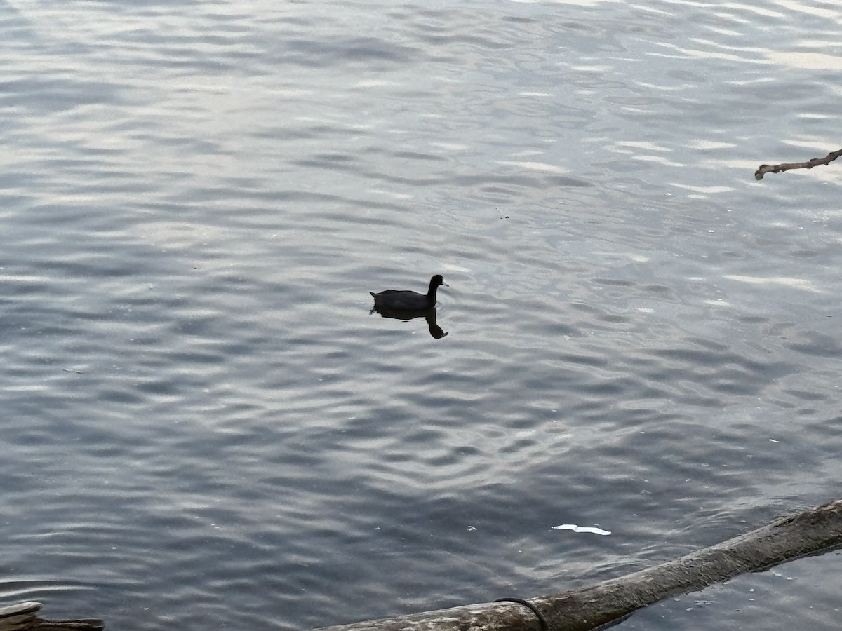 American Coot - ML636796987