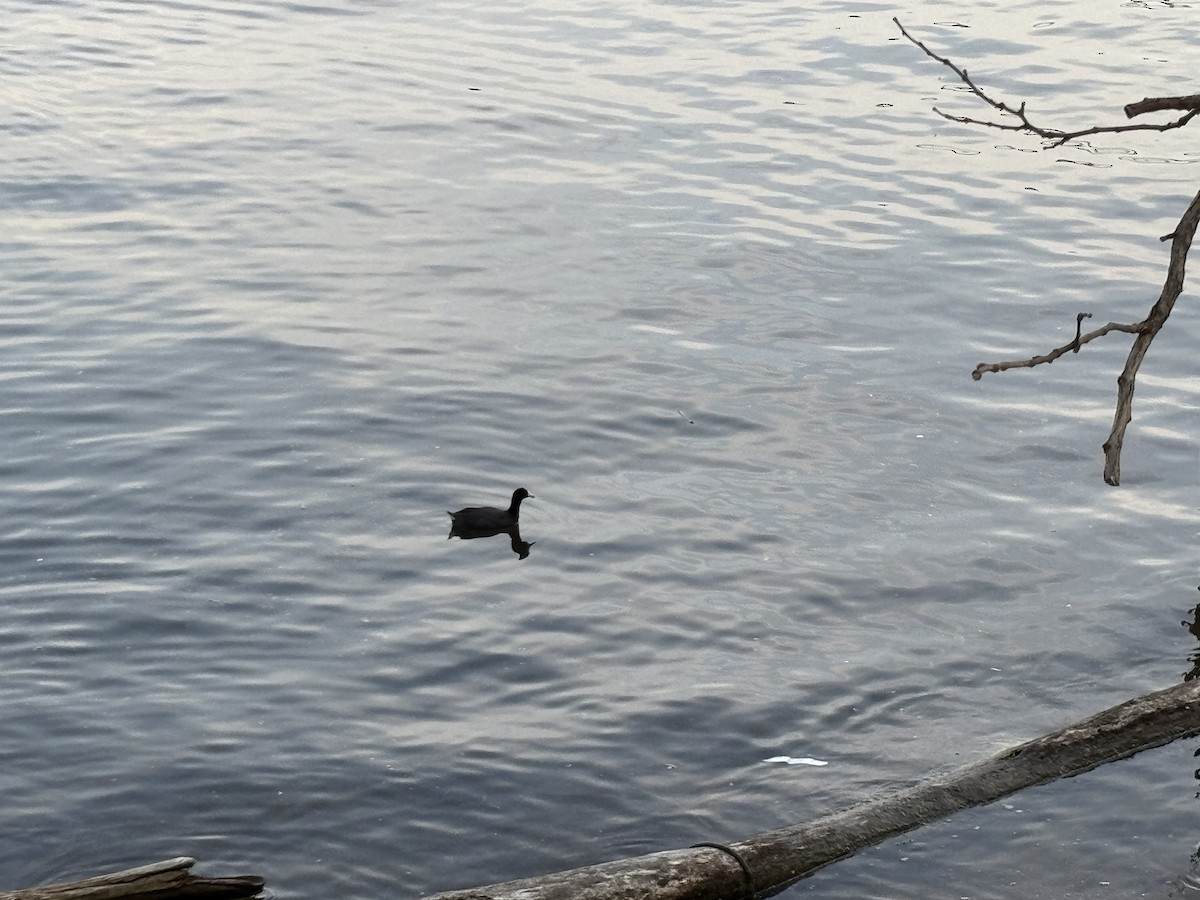 American Coot - ML636796988