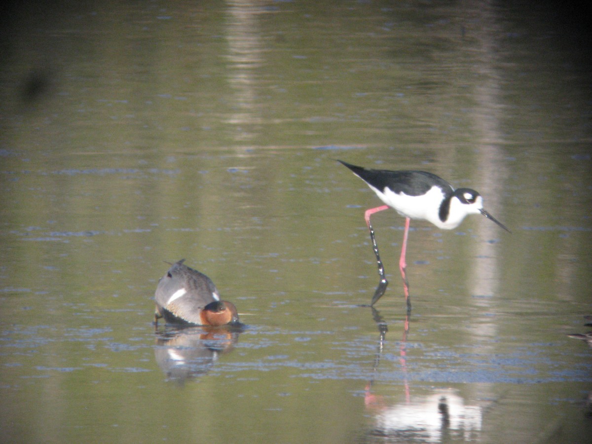 Black-necked Stilt - ML636797001