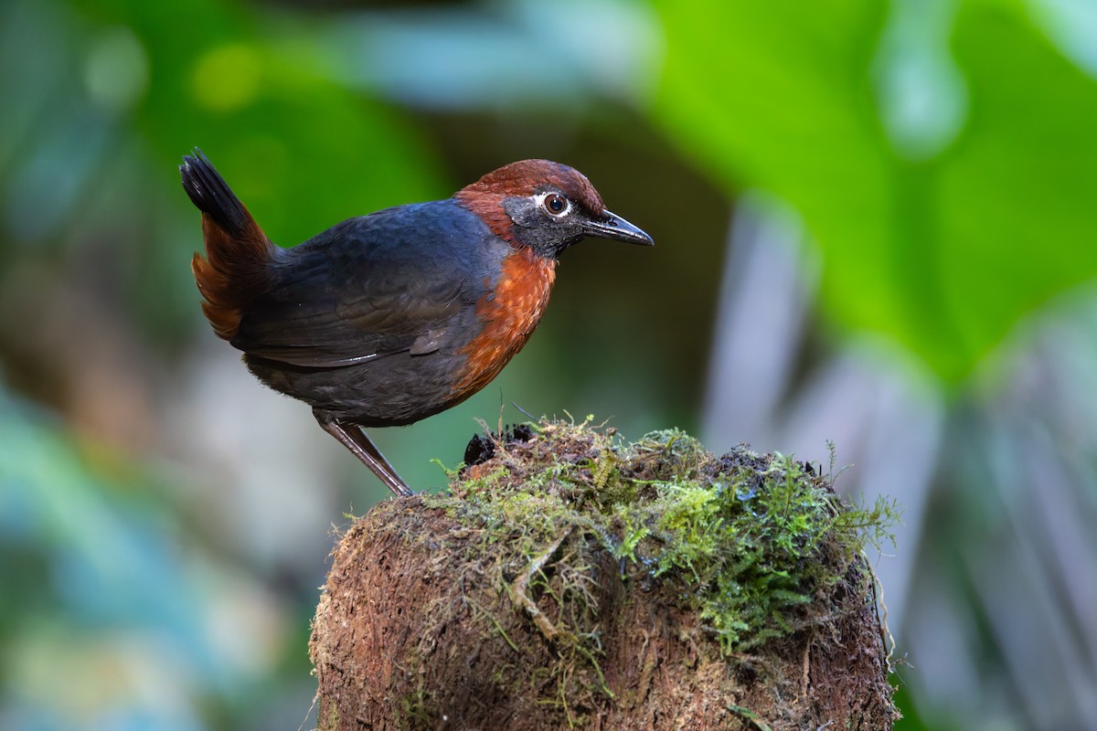Rufous-breasted Antthrush - ML636797002