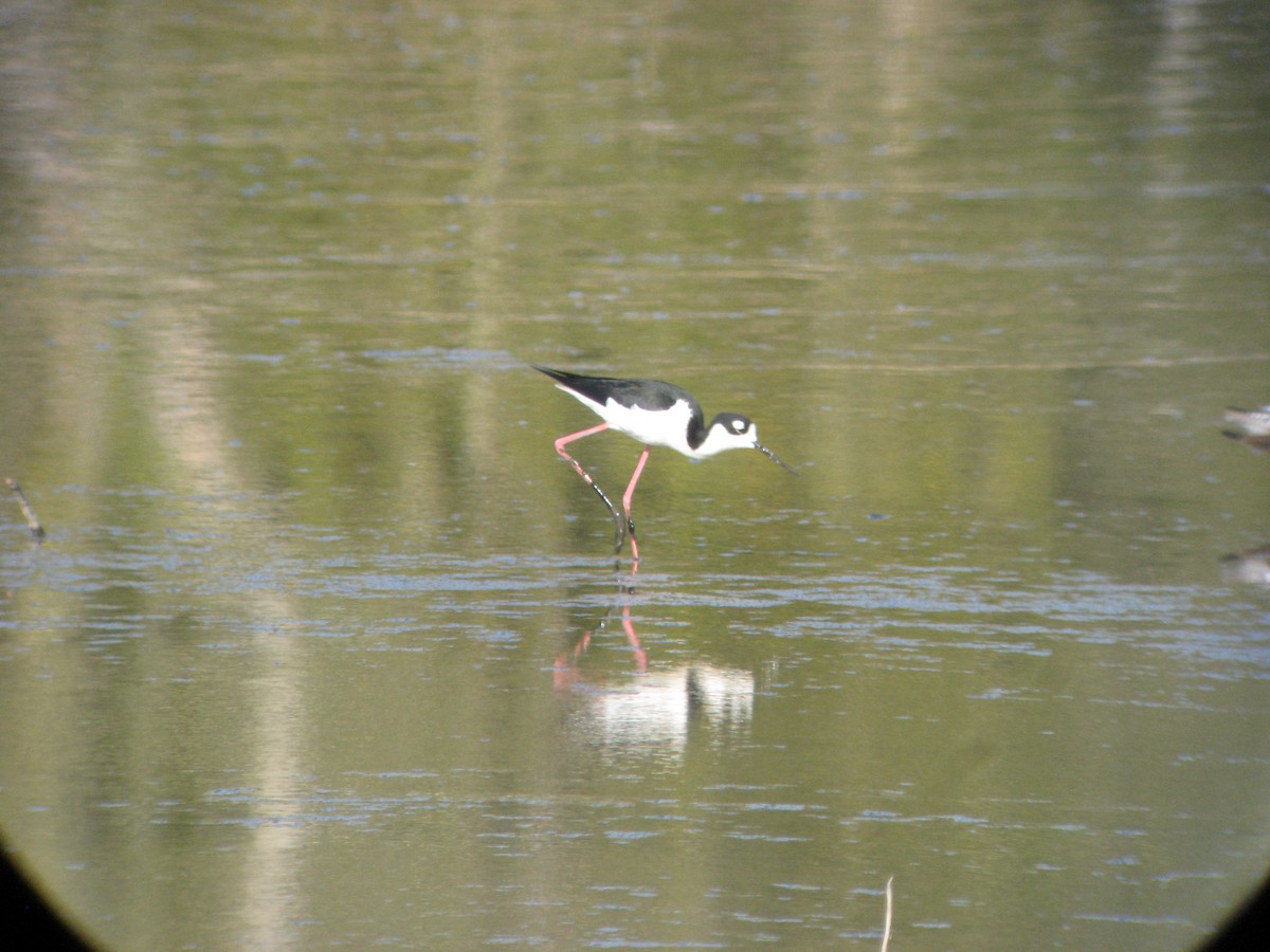 Black-necked Stilt - ML636797036