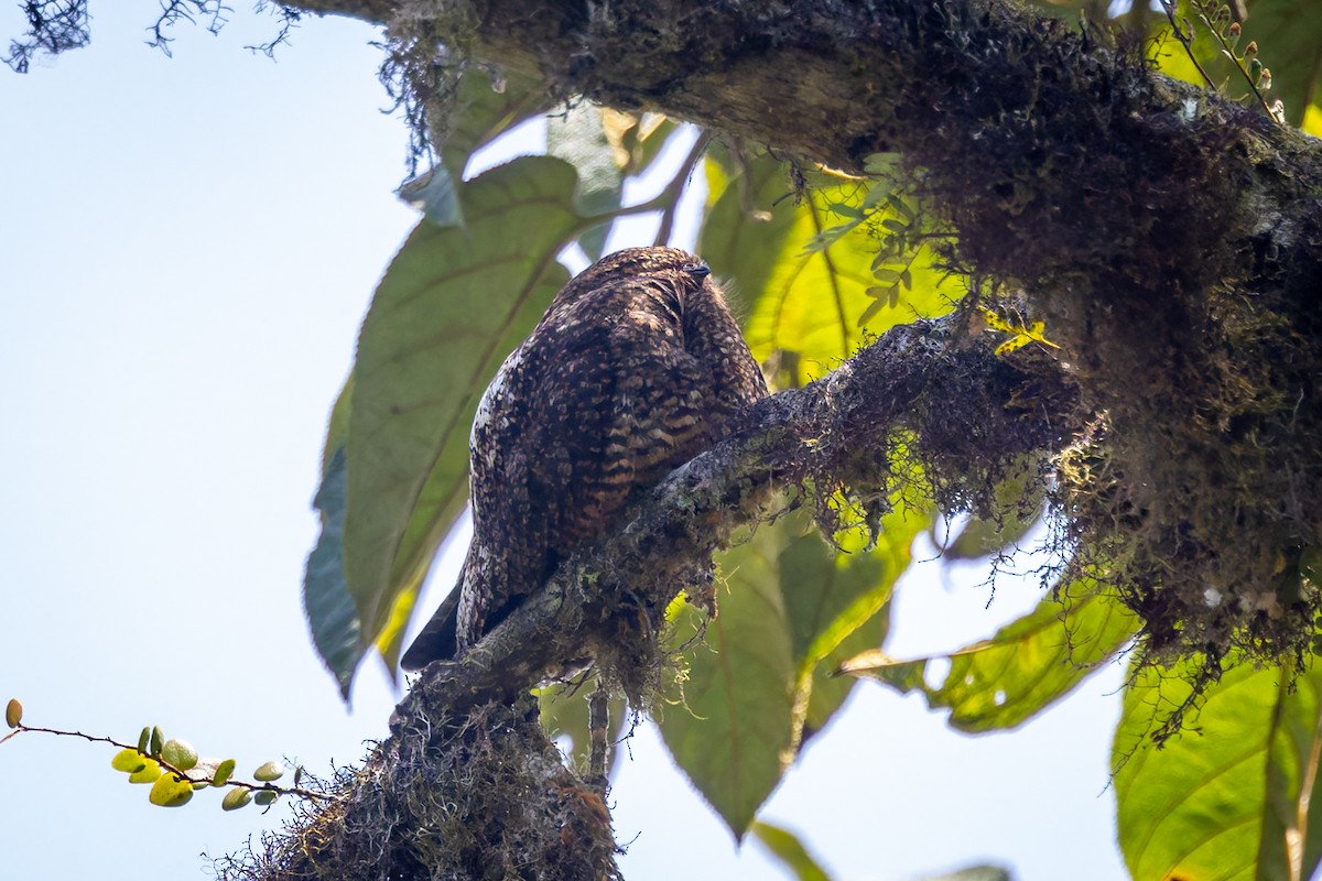 Rufous-bellied Nighthawk - ML636797047