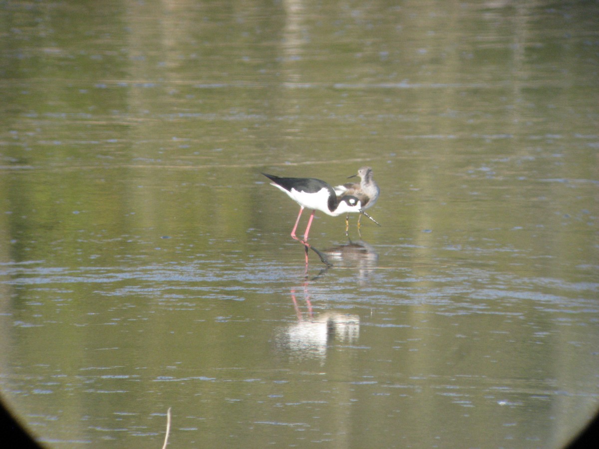 Black-necked Stilt - ML636797057
