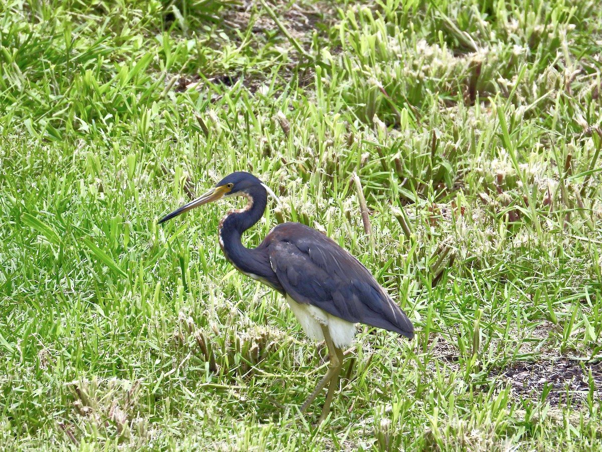 Tricolored Heron - ML636797064