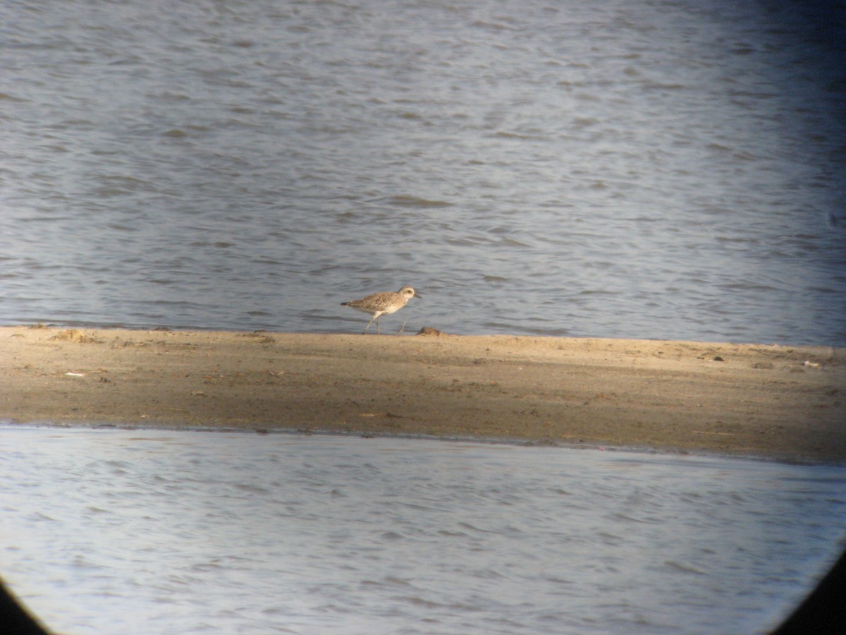 Black-bellied Plover - ML636797101