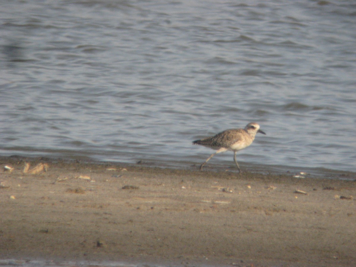 Black-bellied Plover - ML636797102