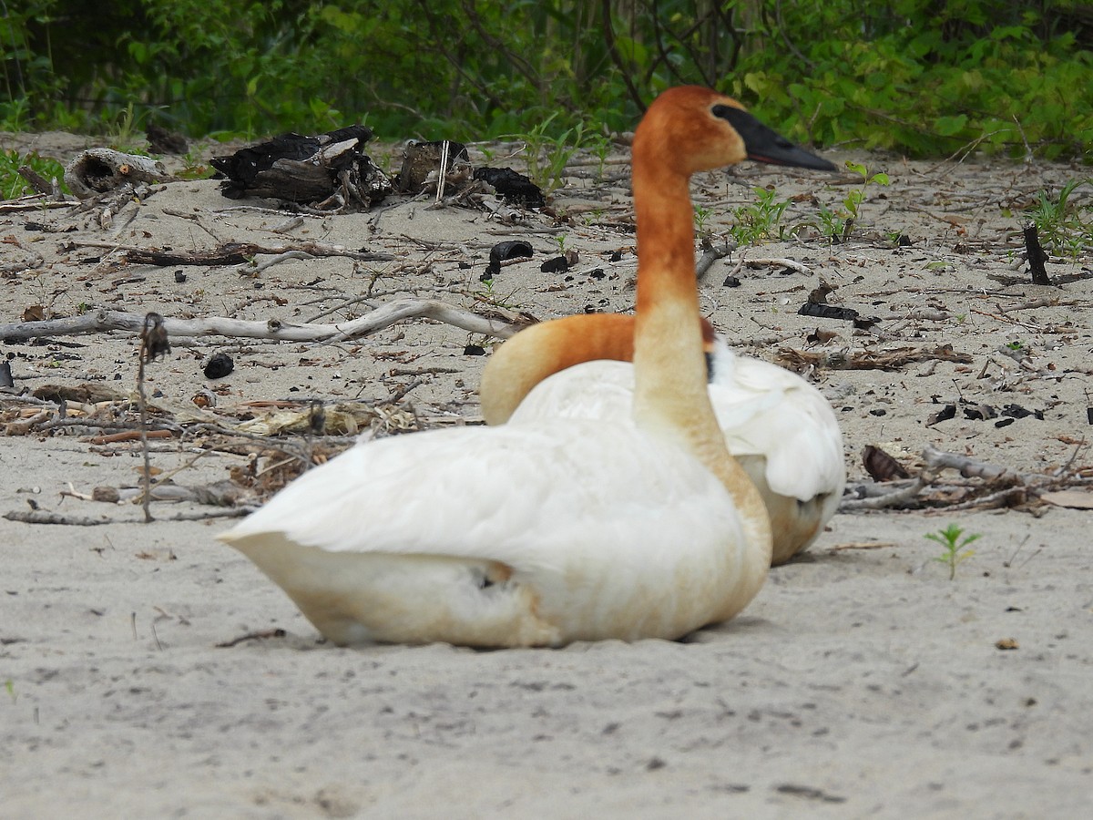 Trumpeter Swan - ML636797110