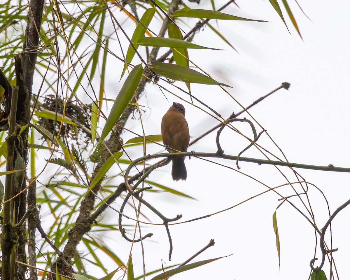 Ecuadorian Seedeater - ML636797151