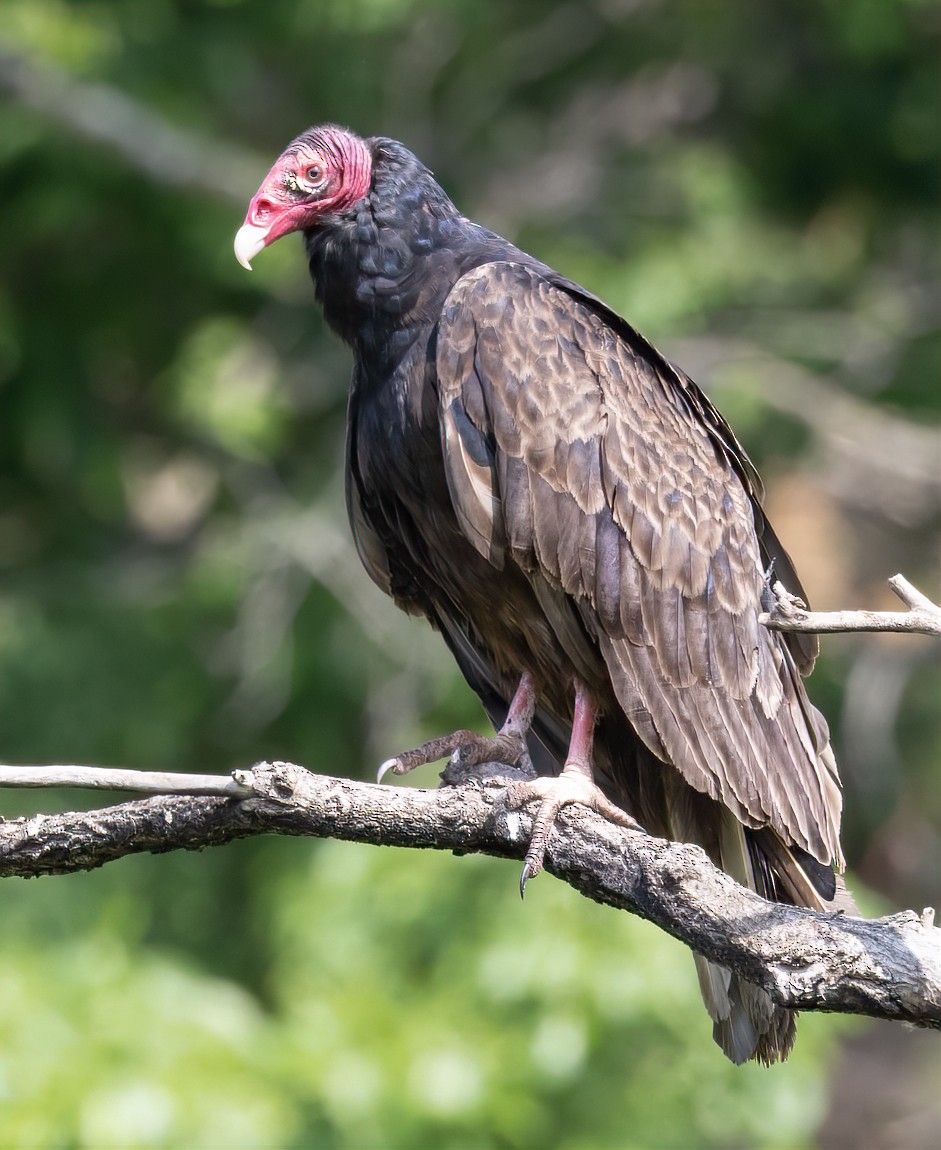 Turkey Vulture - ML636797159