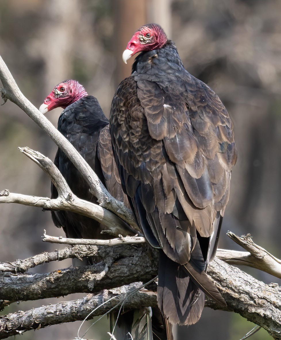Turkey Vulture - ML636797160
