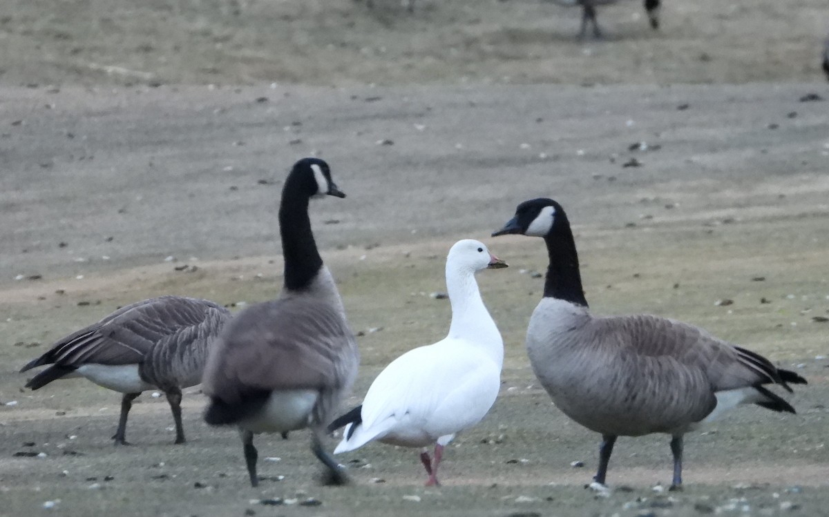 Snow/Ross's Goose - ML636797163
