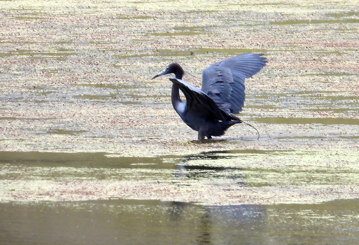 Little Blue Heron - ML636797245