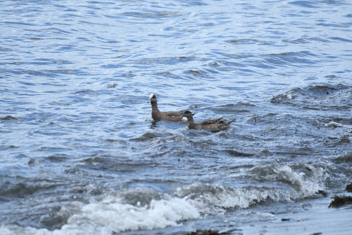 American Wigeon - ML636797246