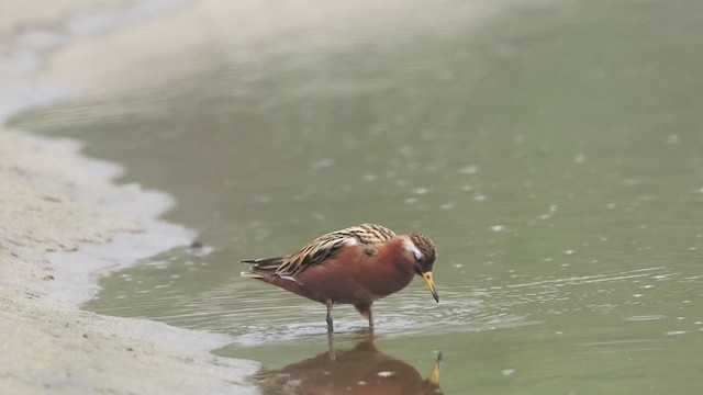 Red Phalarope - ML636797262