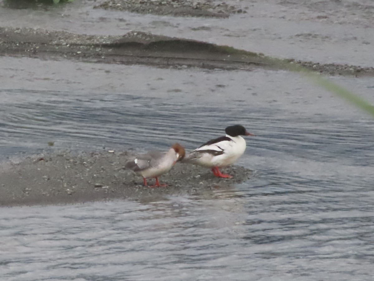 Common Merganser - ML636797374