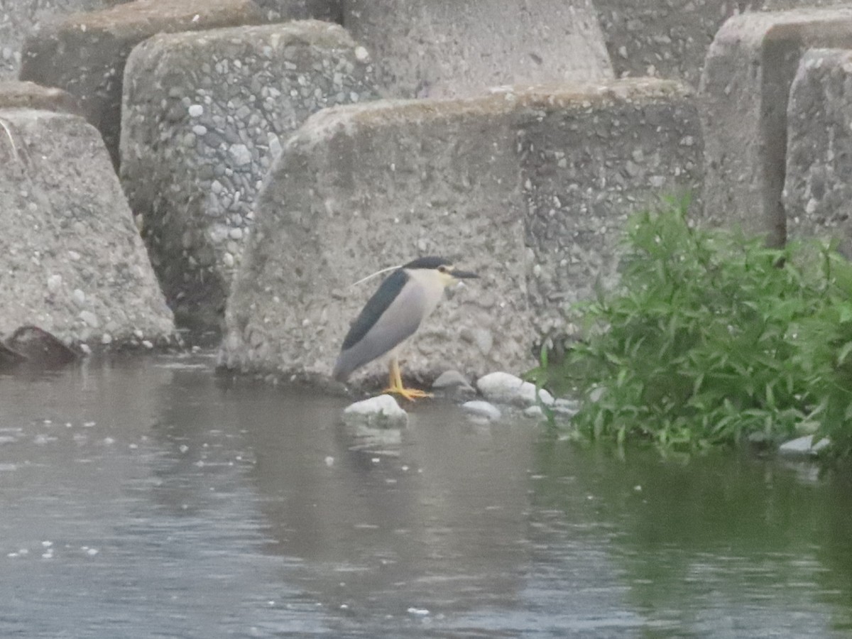 Black-crowned Night Heron - ML636797383