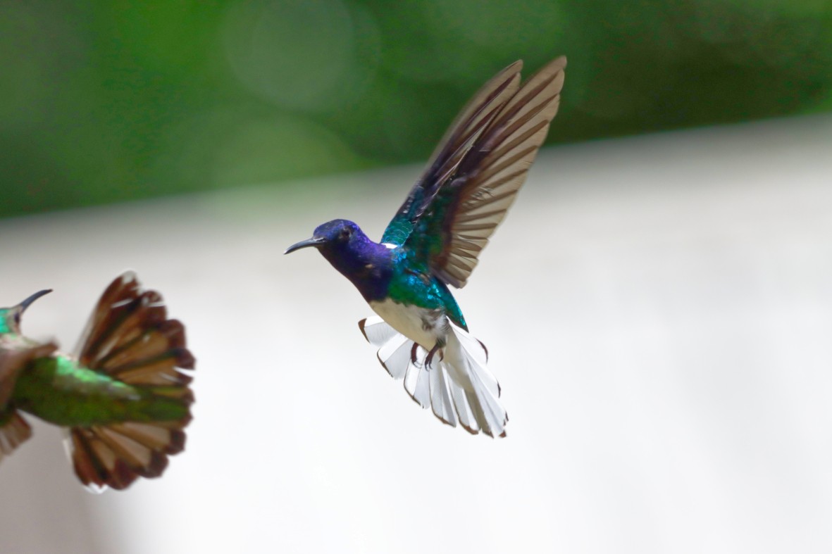 White-necked Jacobin - ML636797405
