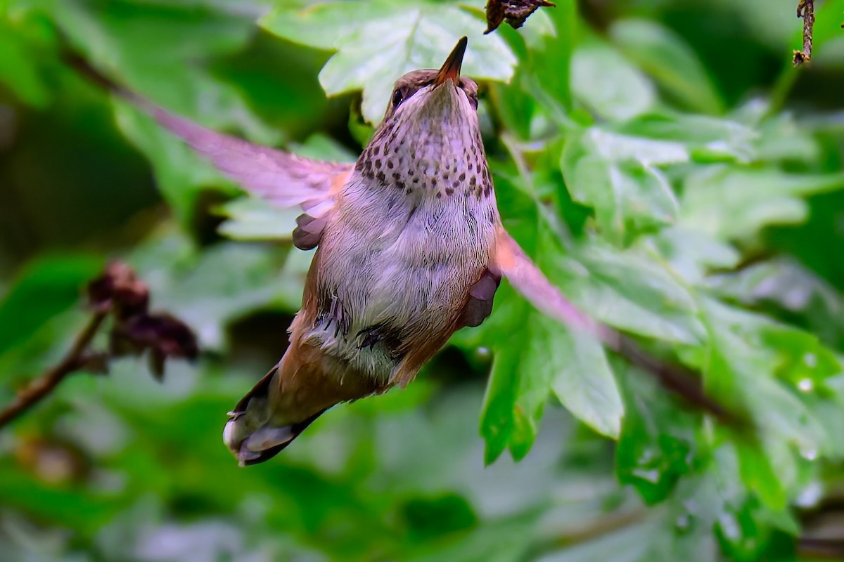 Rufous Hummingbird - ML636797447